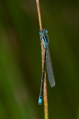 David Plant Photography - Wildlife Photography - Scarce blue-tailed damselfly - B